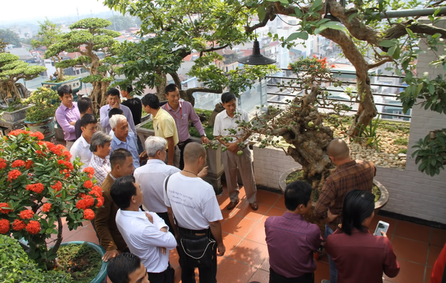 Cây[-]ổi[-]trăm[-]tuổi[-]và[-]cuộc[-]ngã[-]giá[-]tiền[-]tỷ[-]của[-]vị[-]đại[-]gia[-]Hà[-]Nội